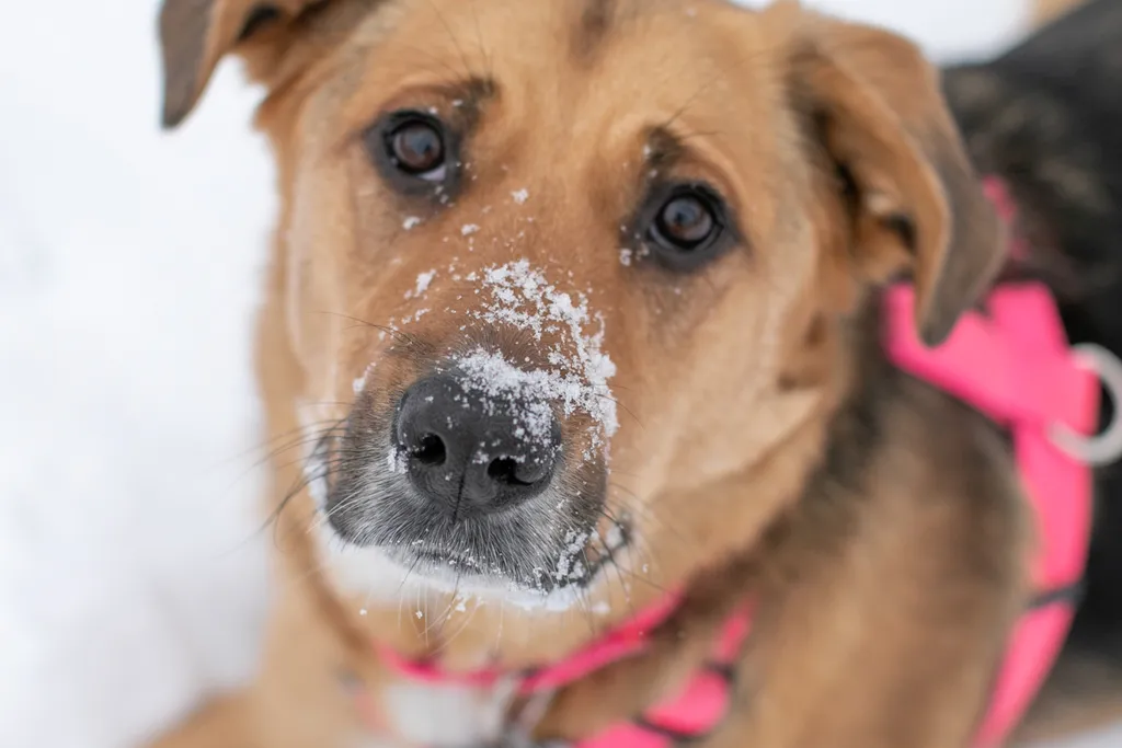 Rescue Photography in 2020, photo 11 of 89