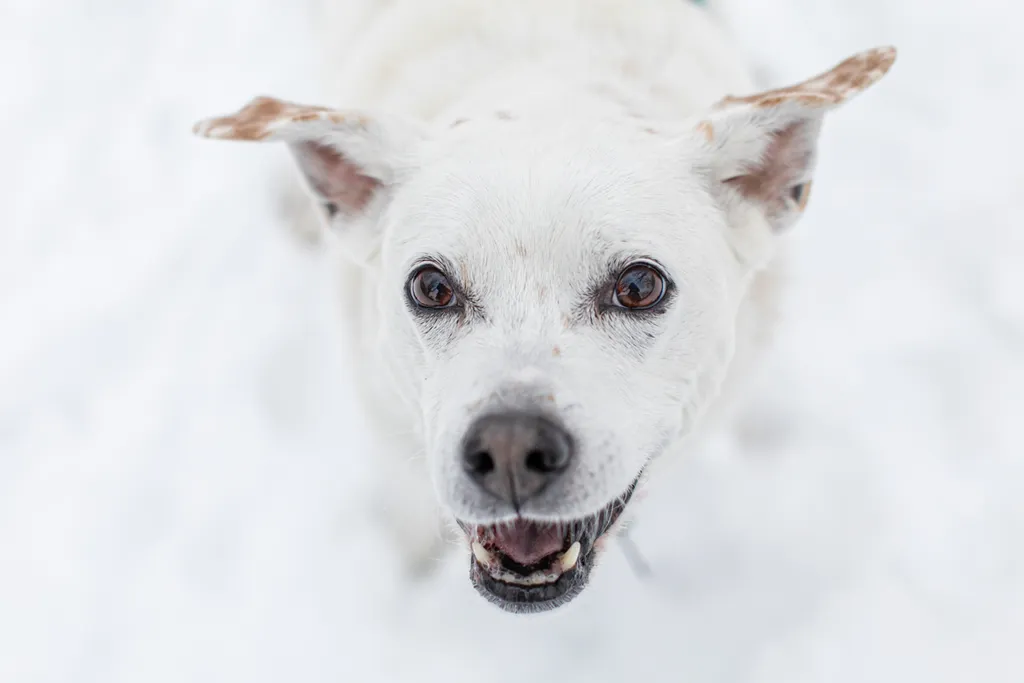 Rescue Photography in 2020, photo 12 of 89