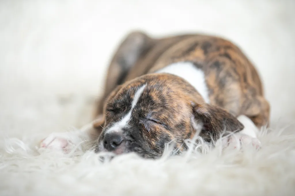 Rescue Photography in 2020, photo 20 of 89