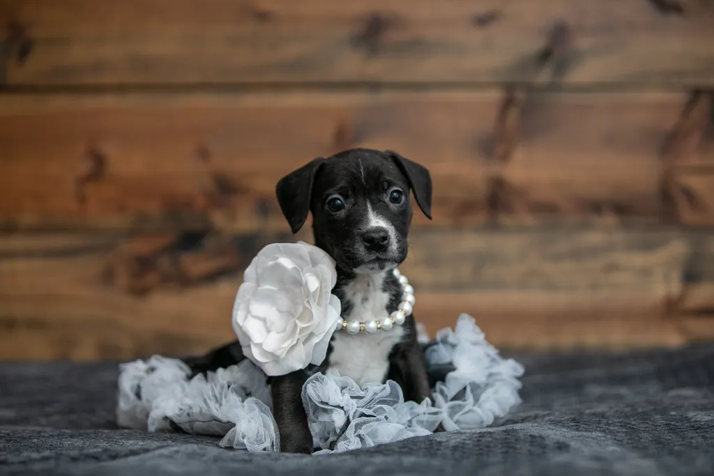 Rescue Photography in 2020, photo 1 of 89