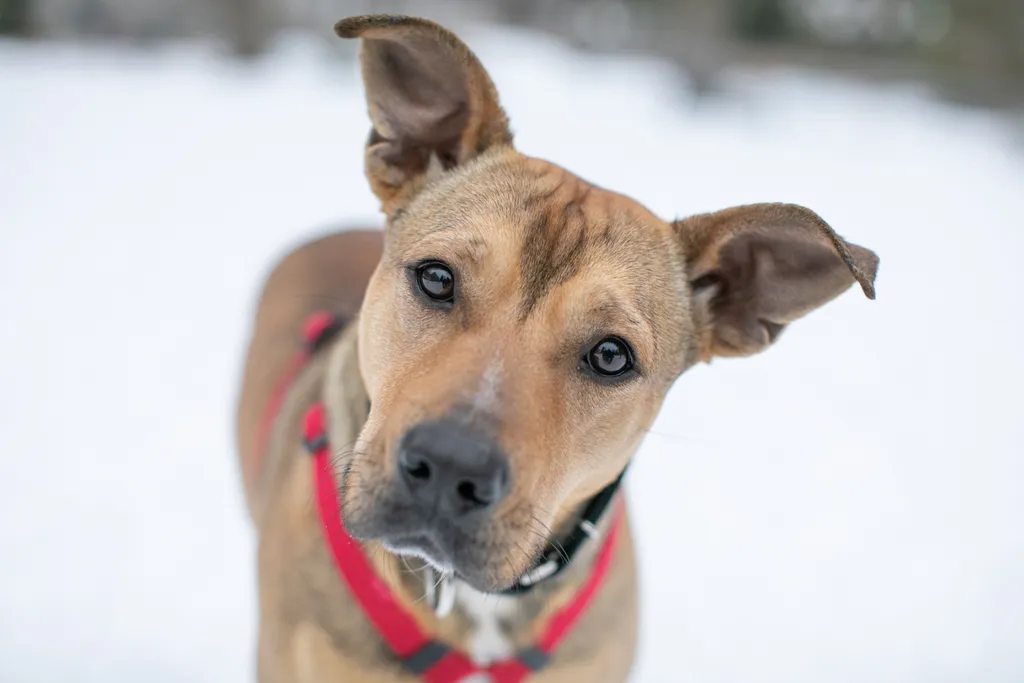 Rescue Photography in 2020, photo 34 of 89