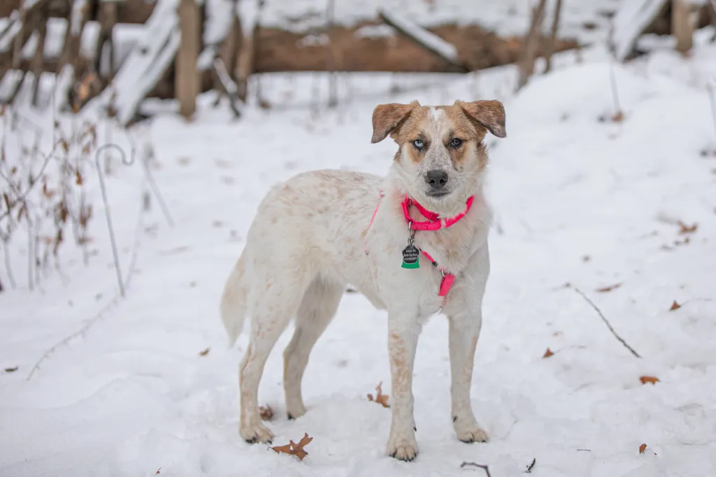 Rescue Photography in 2020, photo 3 of 89
