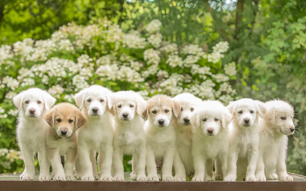Rescue Photography in 2020, photo 51 of 89