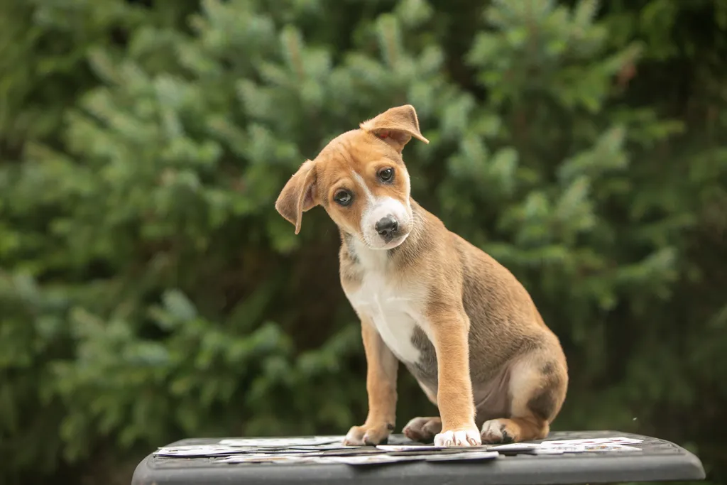 Rescue Photography in 2020, photo 61 of 89