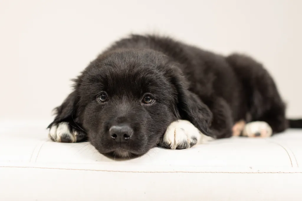 Rescue Photography 2022, photo 8 of 118