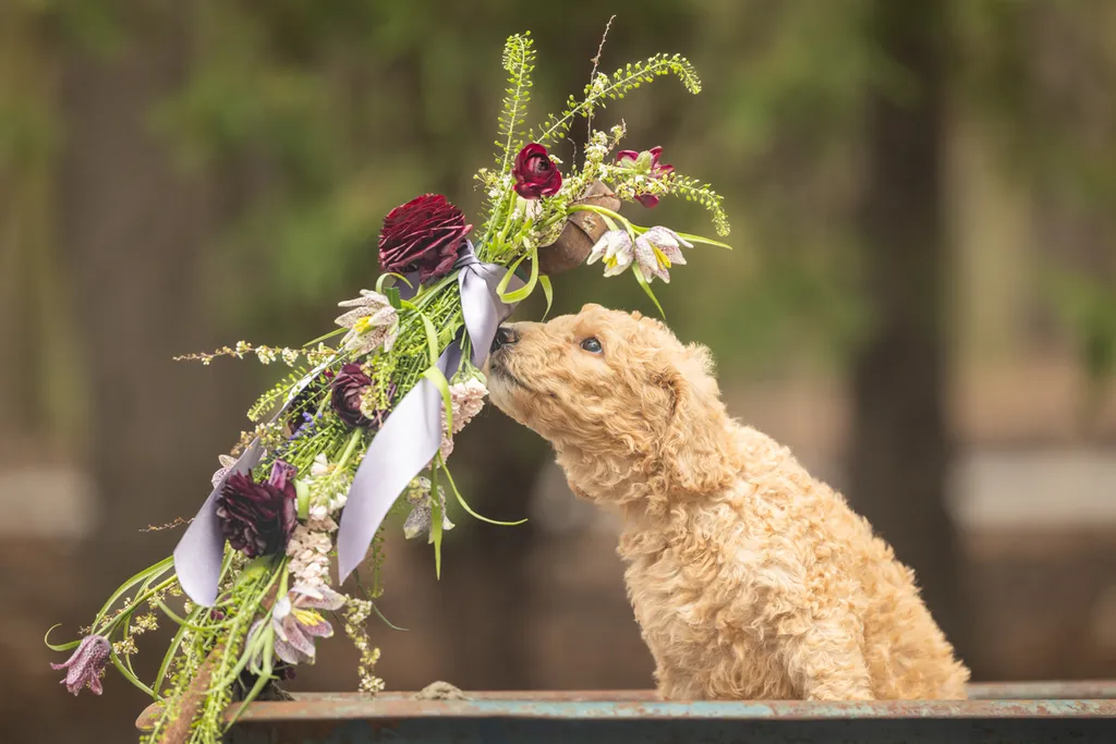 Dog Maternity and Newborn puppy photos: Mama Bee and the Wildflower litter, photo 54 of 67