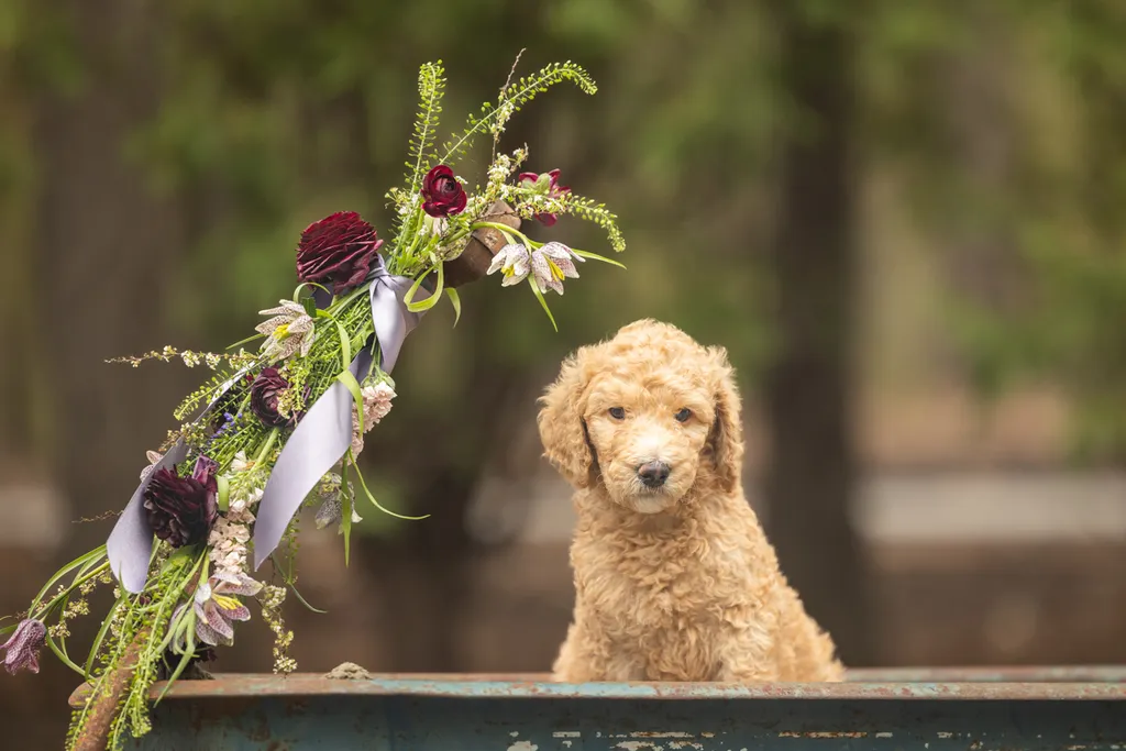 Dog Maternity and Newborn puppy photos: Mama Bee and the Wildflower litter, photo 55 of 67