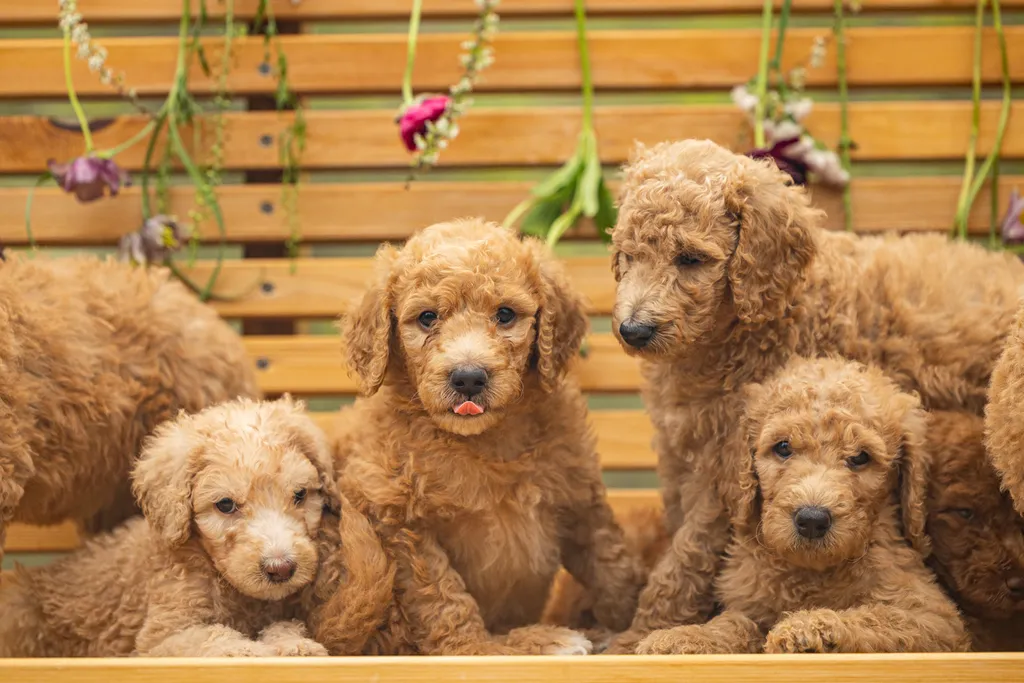 Dog Maternity and Newborn puppy photos: Mama Bee and the Wildflower litter, photo 58 of 67
