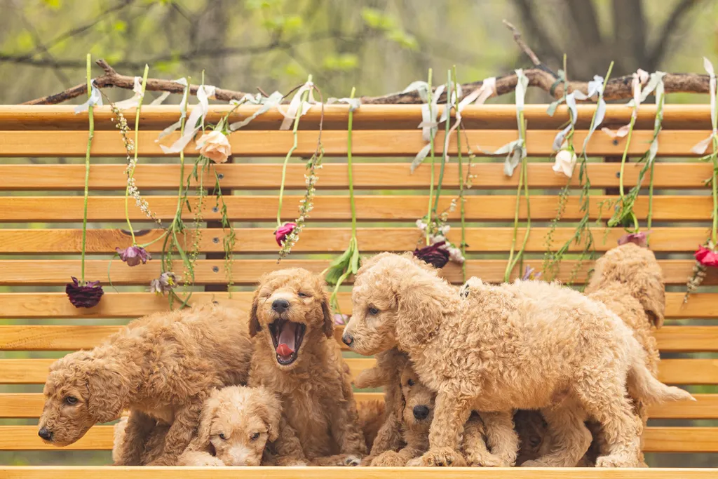 Dog Maternity and Newborn puppy photos: Mama Bee and the Wildflower litter, photo 59 of 67