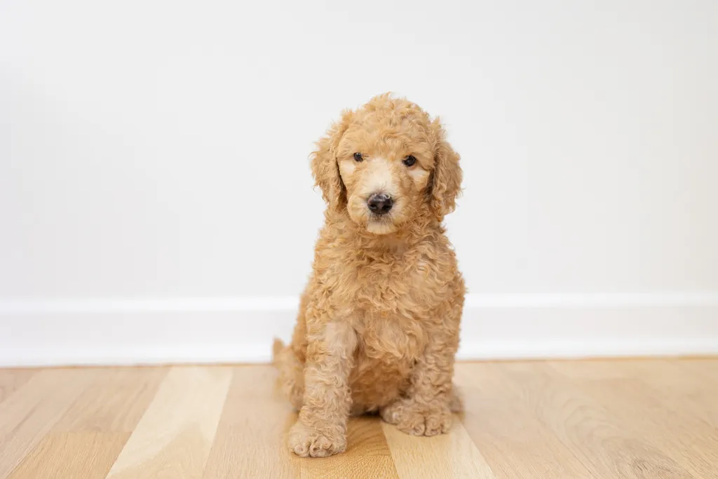 Dog Maternity and Newborn puppy photos: Mama Bee and the Wildflower litter, photo 61 of 67