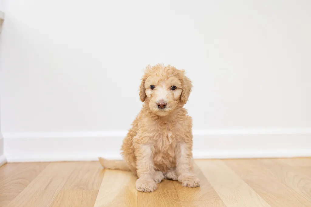 Dog Maternity and Newborn puppy photos: Mama Bee and the Wildflower litter, photo 64 of 67