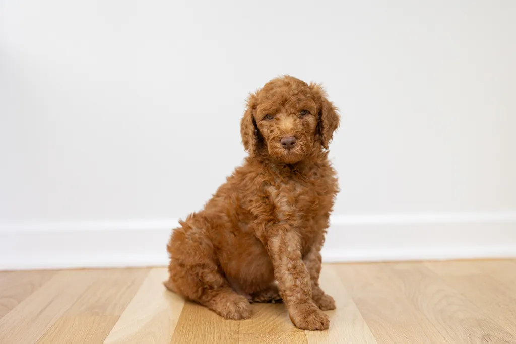 Dog Maternity and Newborn puppy photos: Mama Bee and the Wildflower litter, photo 67 of 67