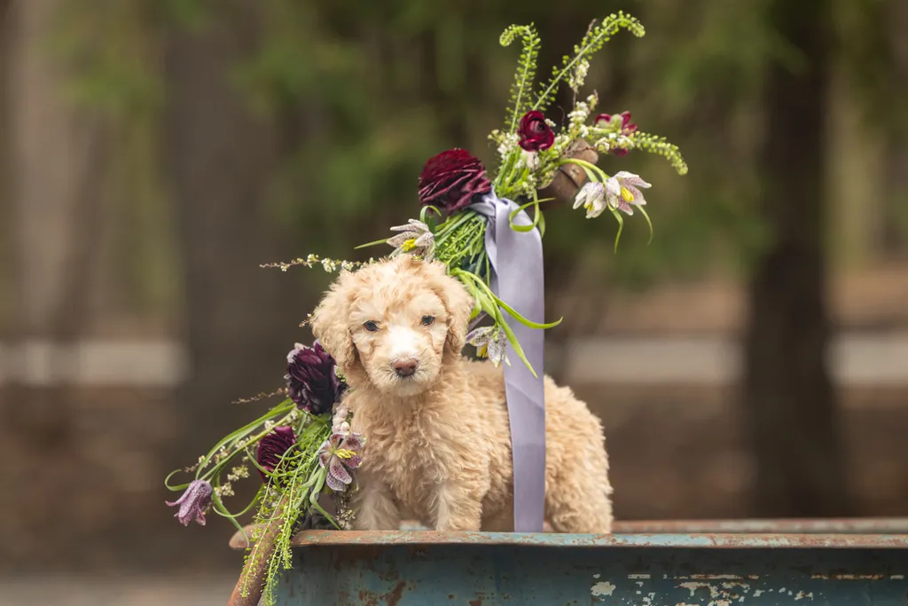 Dog Maternity and Newborn puppy photos: Mama Bee and the Wildflower litter, photo 48 of 67