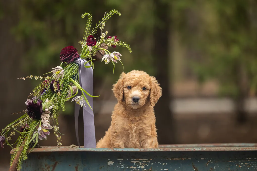 Dog Maternity and Newborn puppy photos: Mama Bee and the Wildflower litter, photo 49 of 67