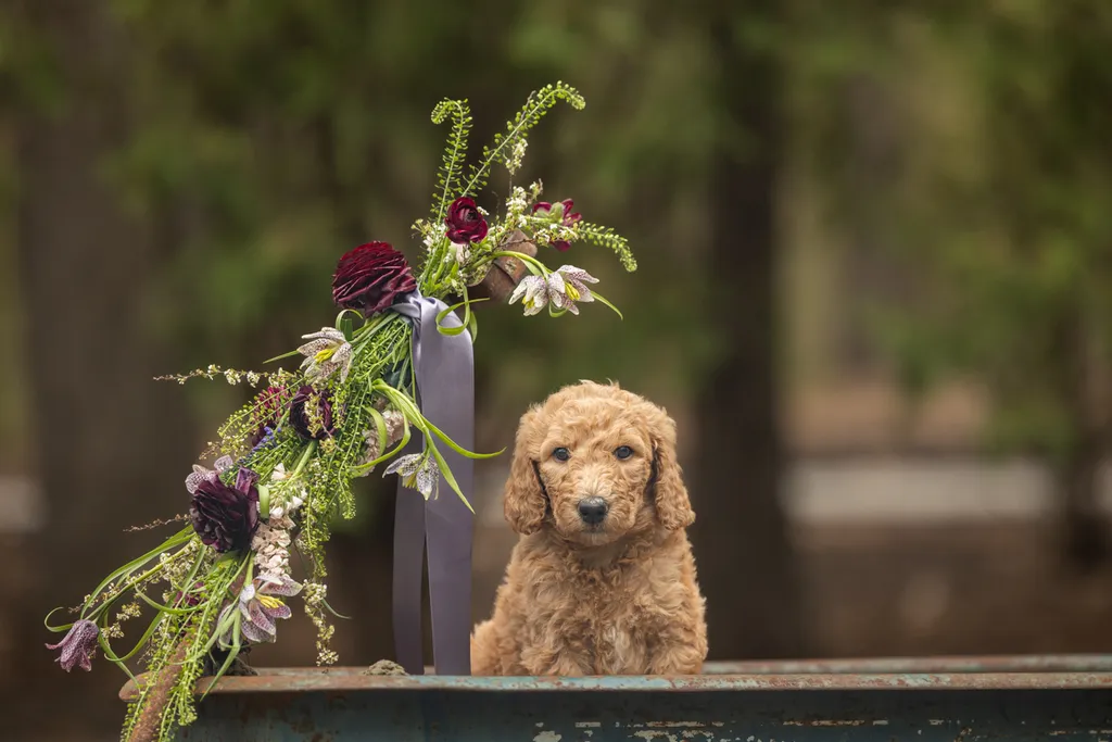 Dog Maternity and Newborn puppy photos: Mama Bee and the Wildflower litter, photo 50 of 67