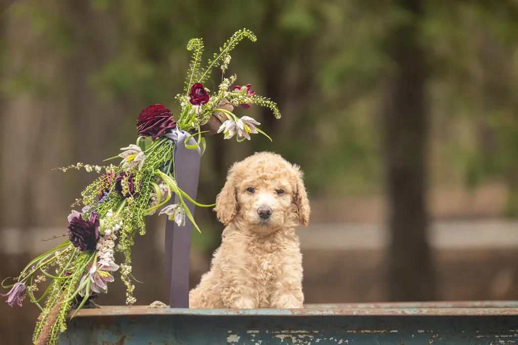 Dog Maternity and Newborn puppy photos: Mama Bee and the Wildflower litter, photo 51 of 67