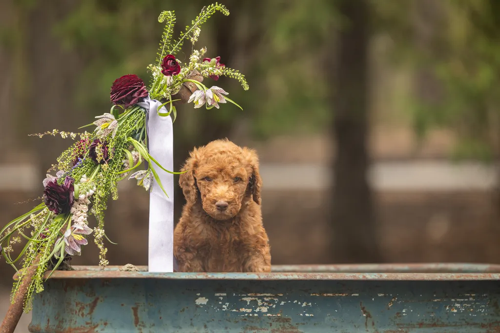 Dog Maternity and Newborn puppy photos: Mama Bee and the Wildflower litter, photo 52 of 67