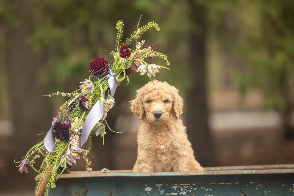 Dog Maternity and Newborn puppy photos: Mama Bee and the Wildflower litter, photo 53 of 67