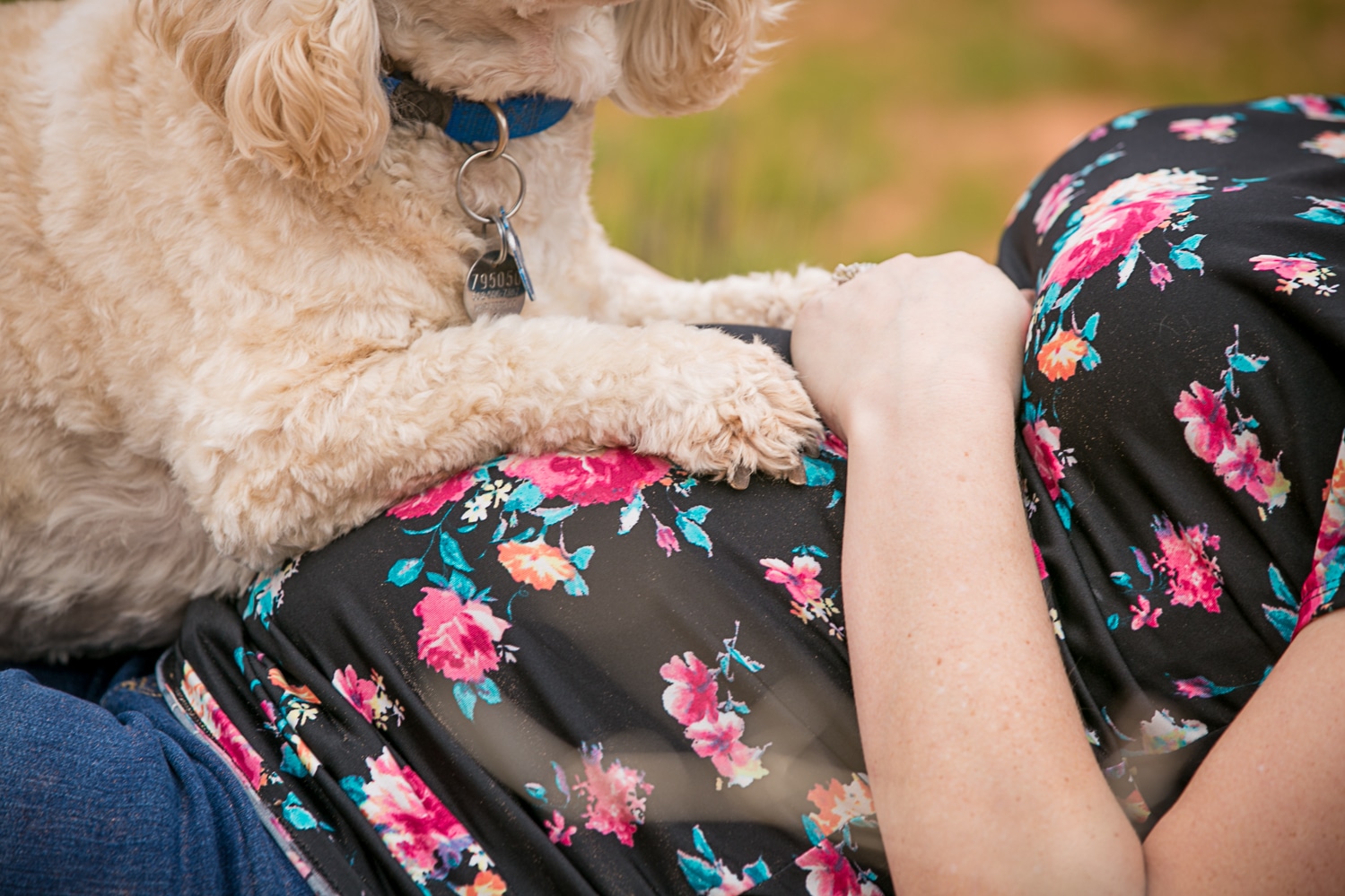 maternity dog photography, dog on his moms belly