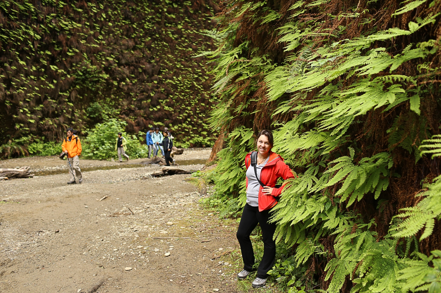 Fern valley at redwoods national park