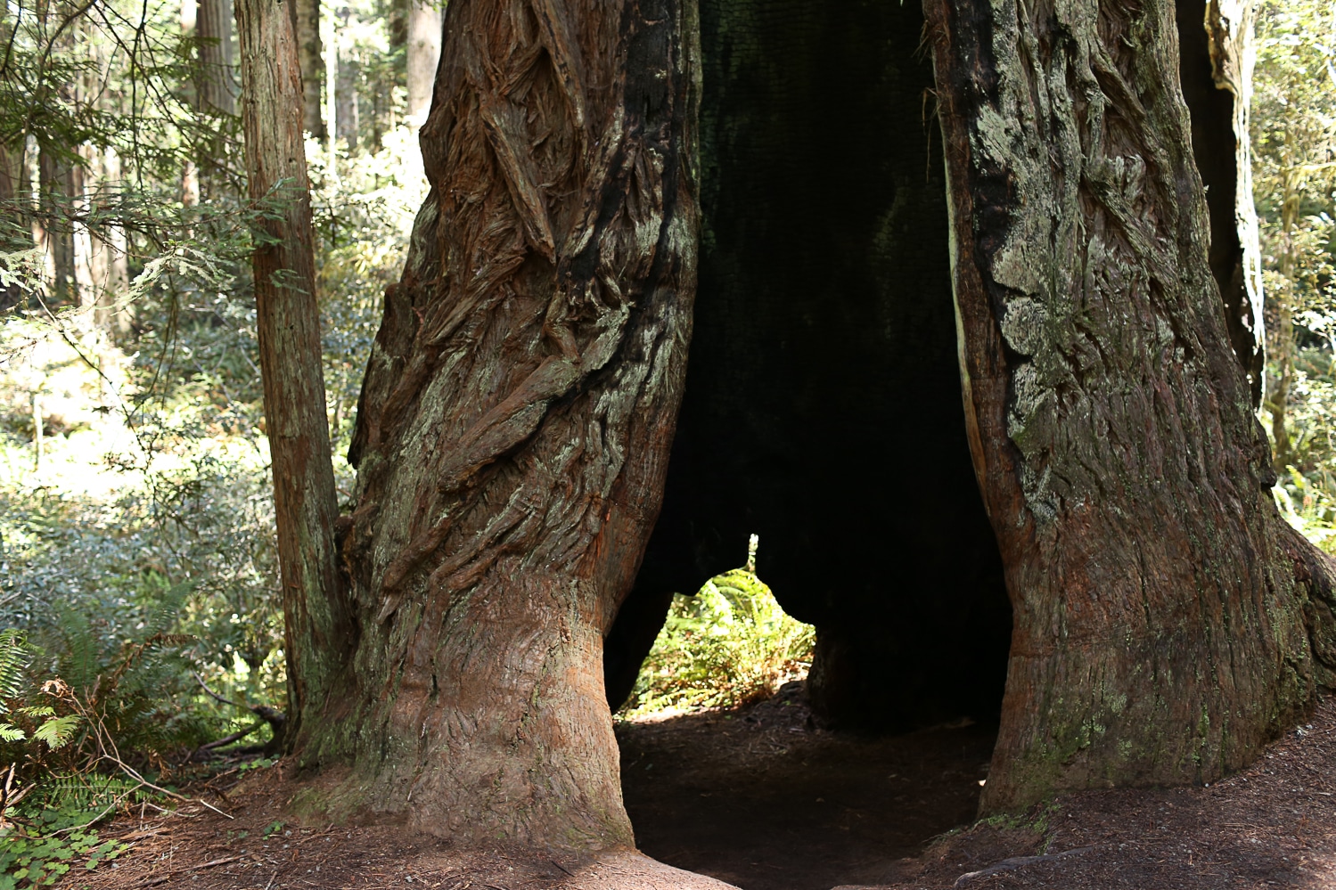 Redwood tree cave