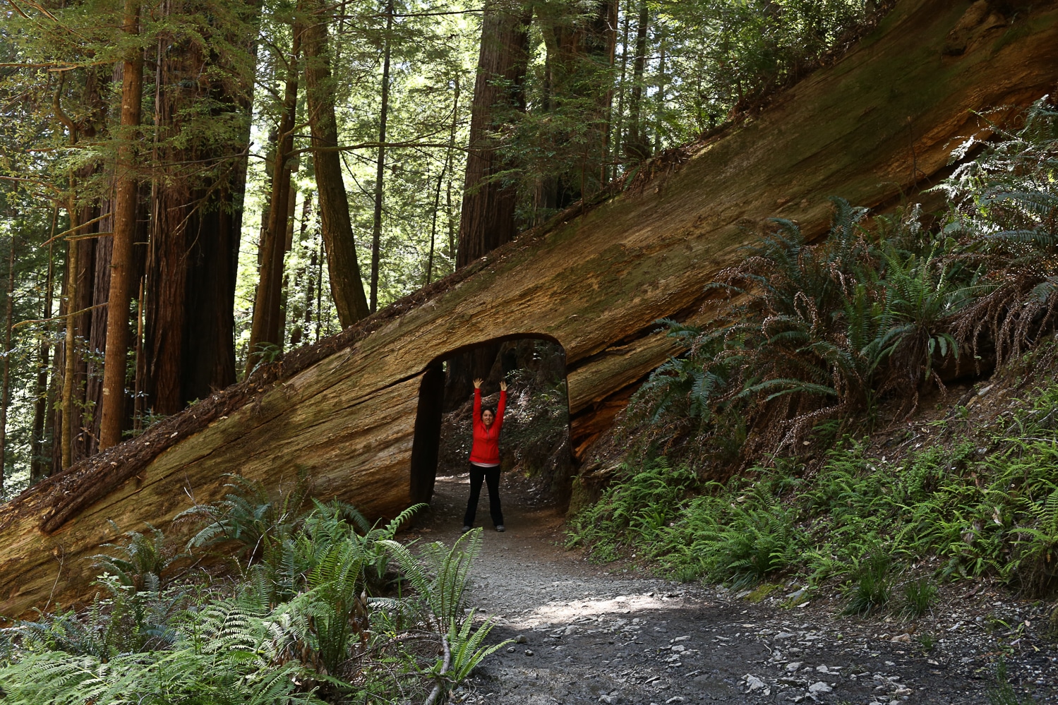 Cut out of fallen redwood tree to walk under