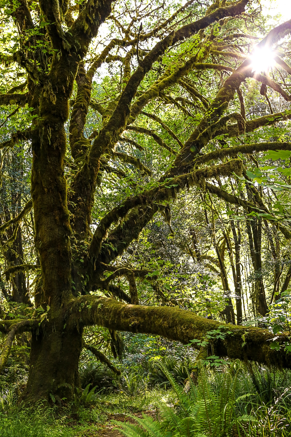 sunlight shining through the moss covered tree