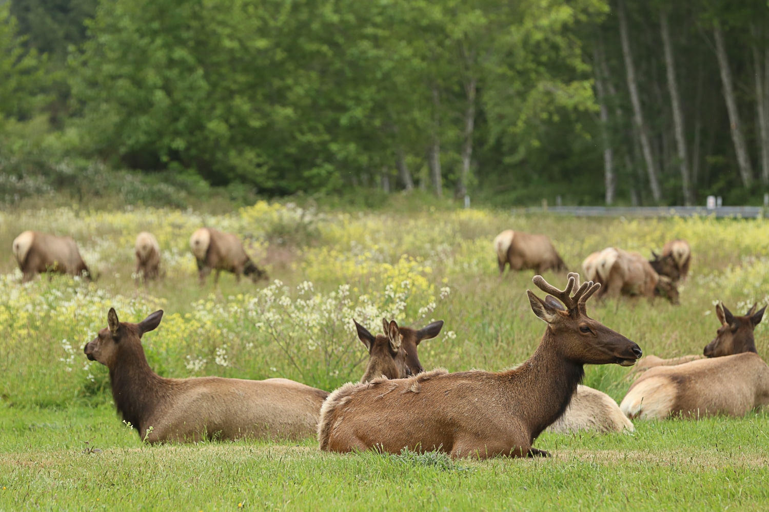 Elk at Redwoods National Park