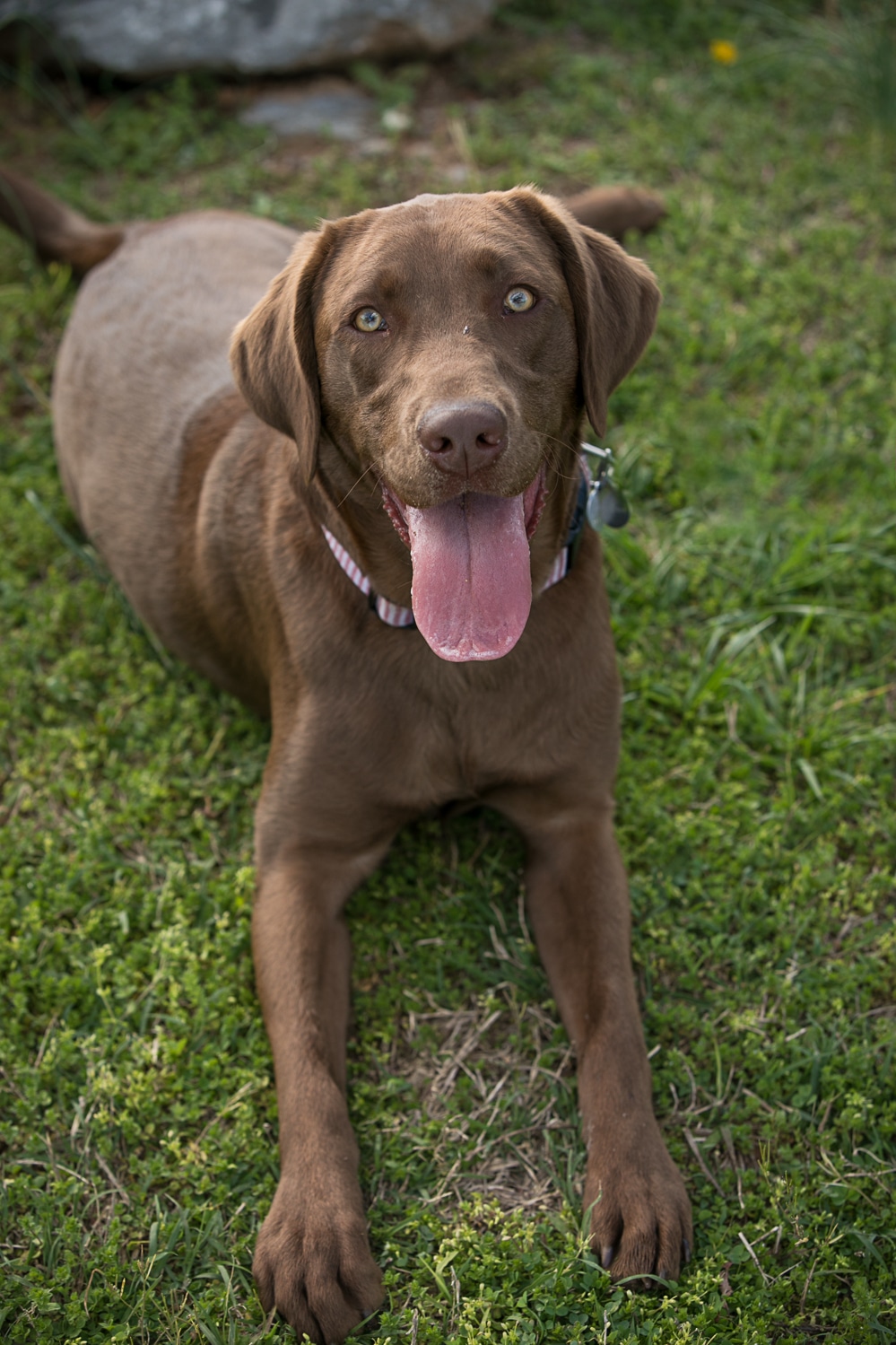 Chocolate Labrador photos: Gateway Island - K SCHULZ PHOTOGRAPHY