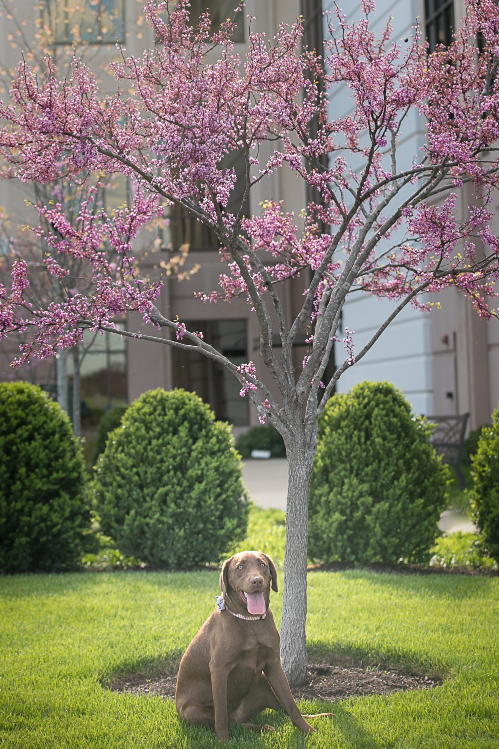 chocolate labrador photos