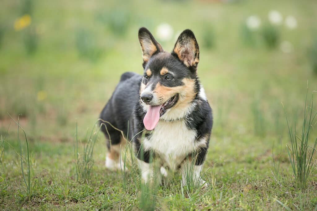 Pets on the farm: Farm Photography - K Schulz Photography