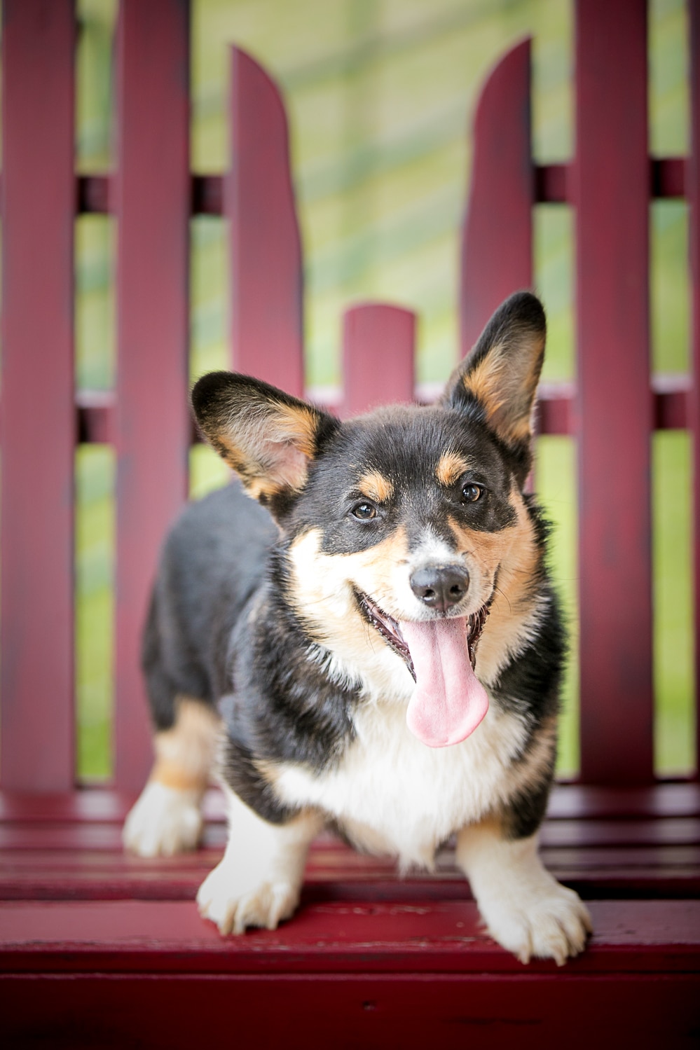 Smiling Corgi Dog photography