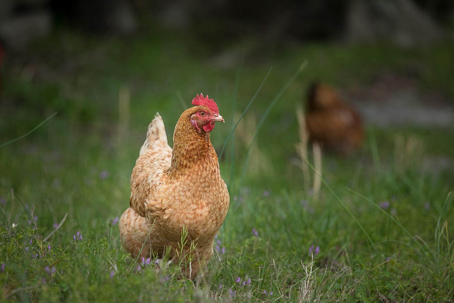 Chicken photo, farm photography by K Schulz Pet Portraits
