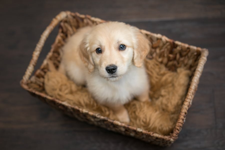 puppy in a basket