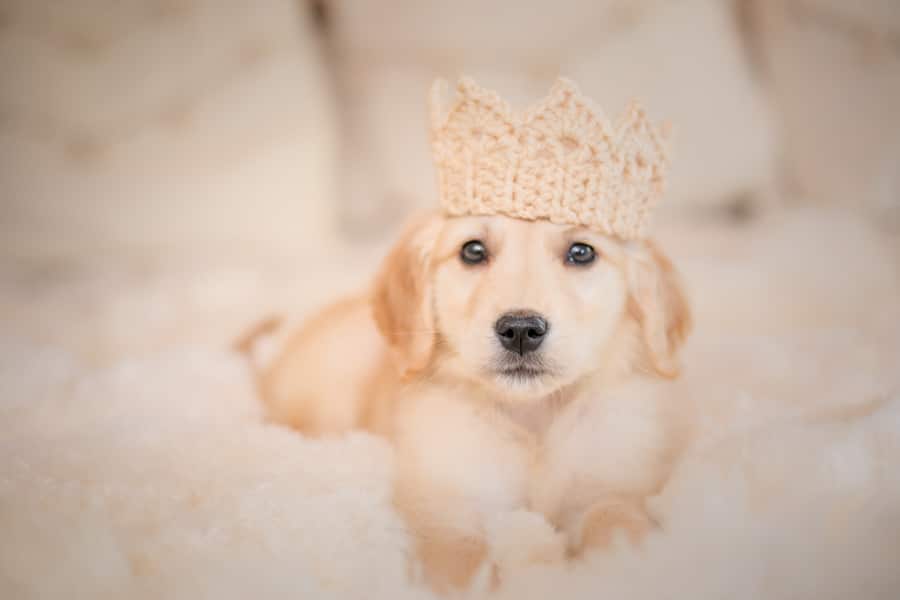 puppy wearing a crown