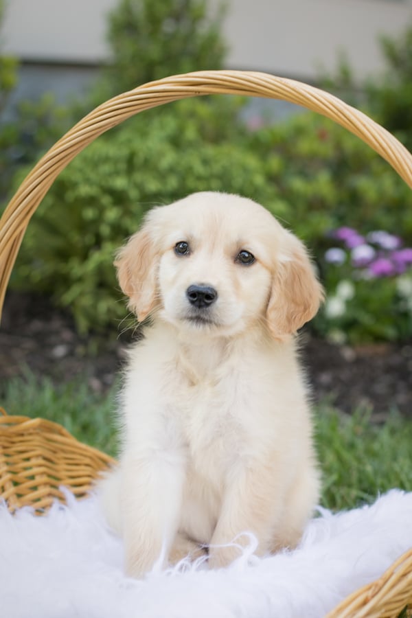 golden retriever puppy in a basket