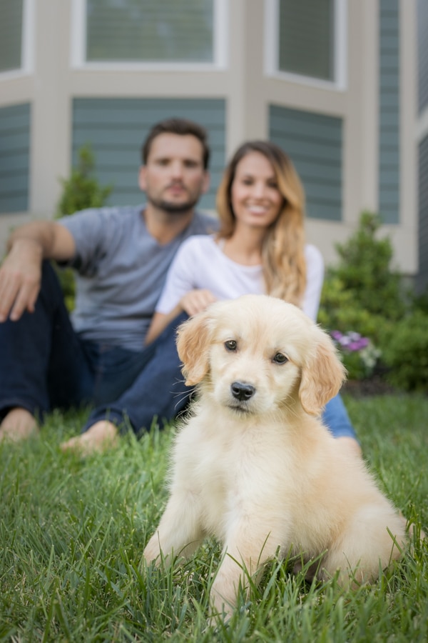 golden retriever puppy in front of parents