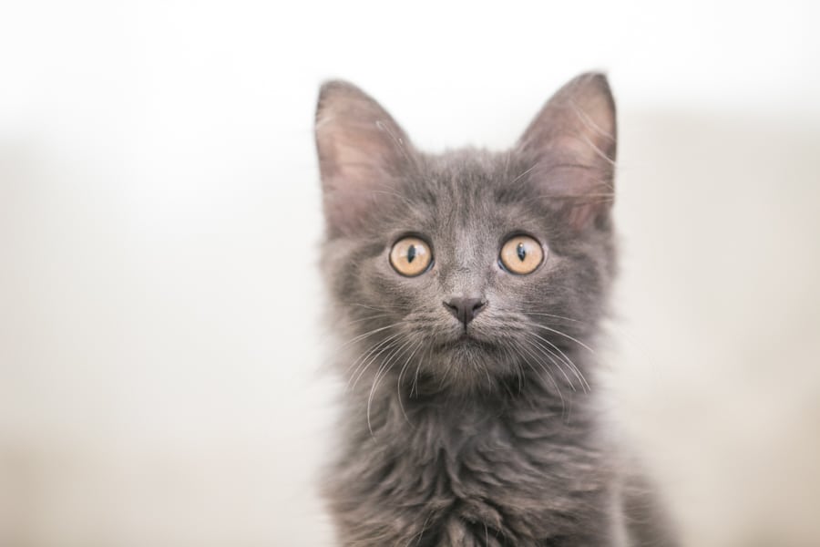 close up of grey kitten, minneapolis cat photographer