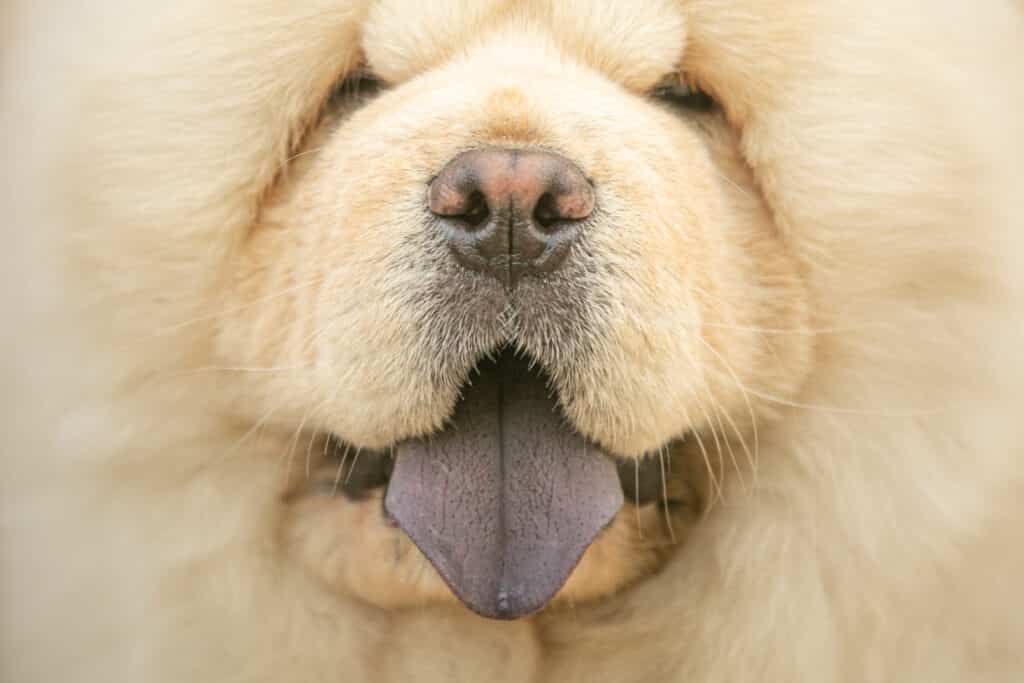 purple tongue of a chow chow