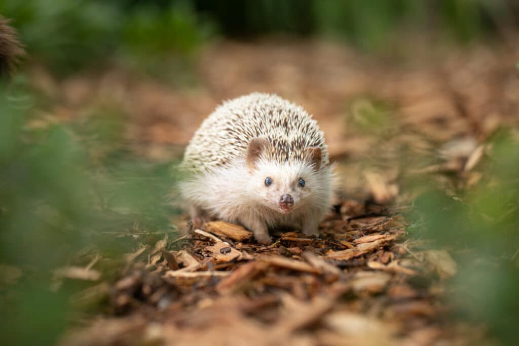 hedgehog in the mulch