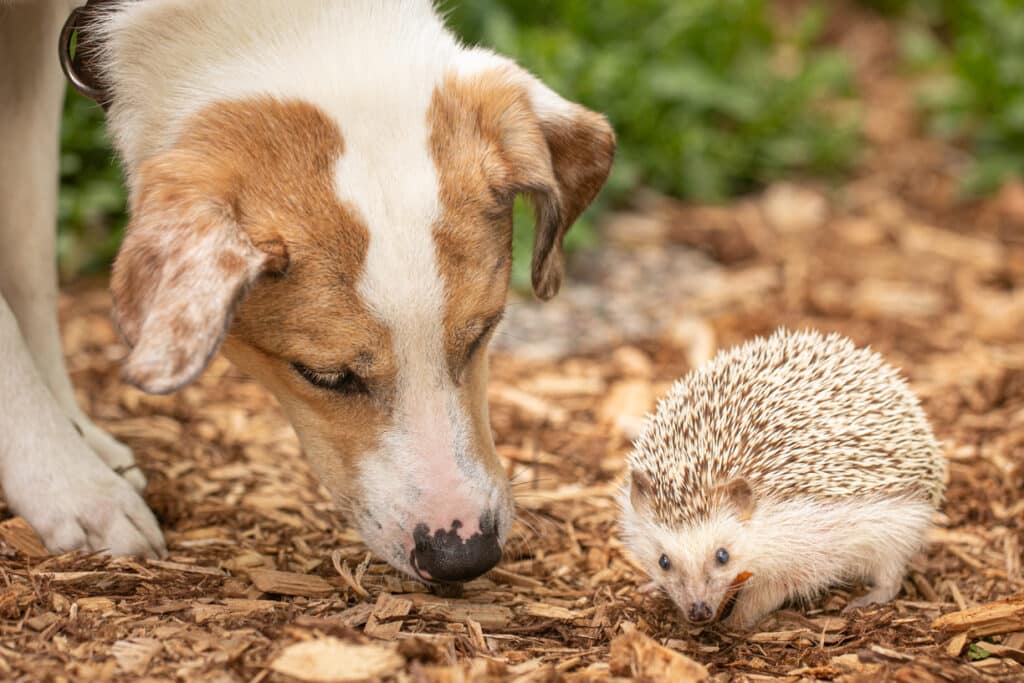 dog and hedgehog together
