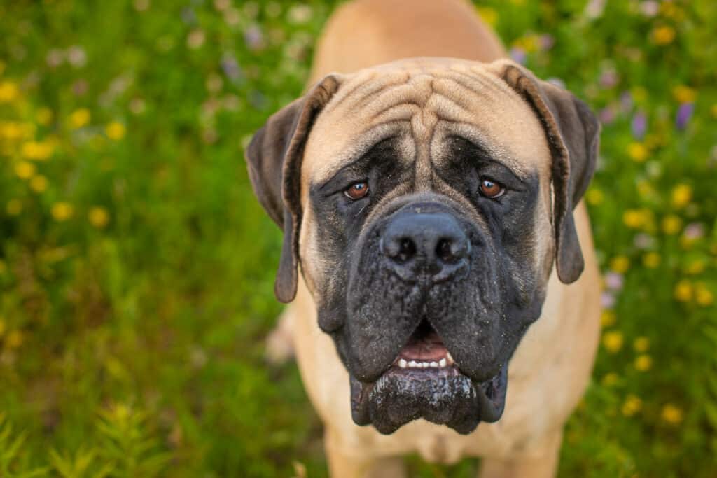 mastiff dog face