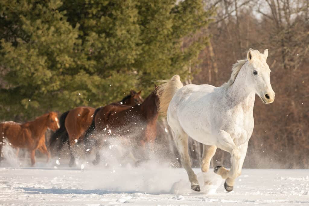 white horse running through snow