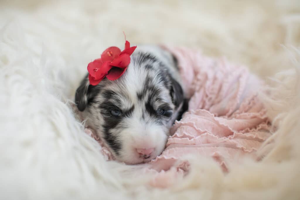 2 week old puppy wrapped in pick fabric