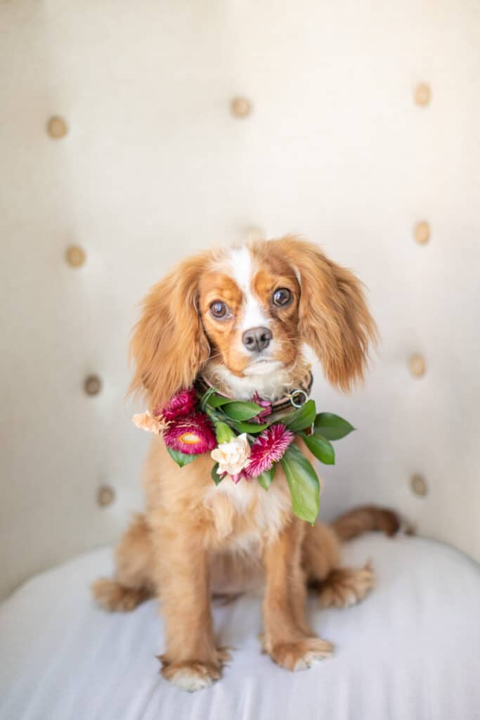 small dog in floral collar