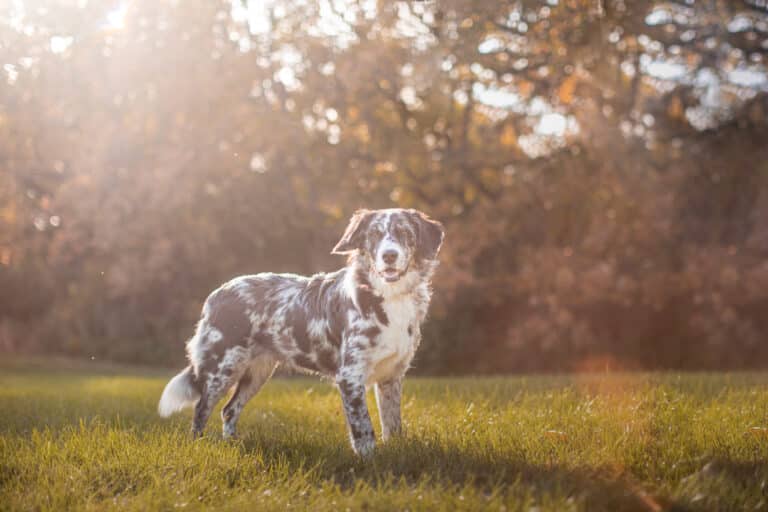 dog portrait fall photos