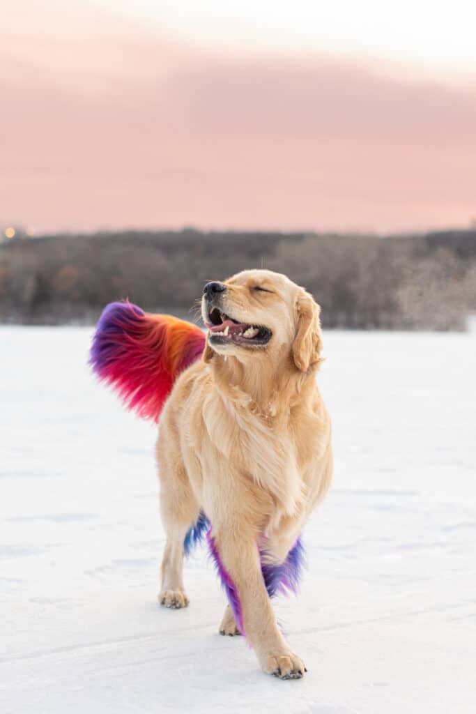 golden retriever with dyed hair