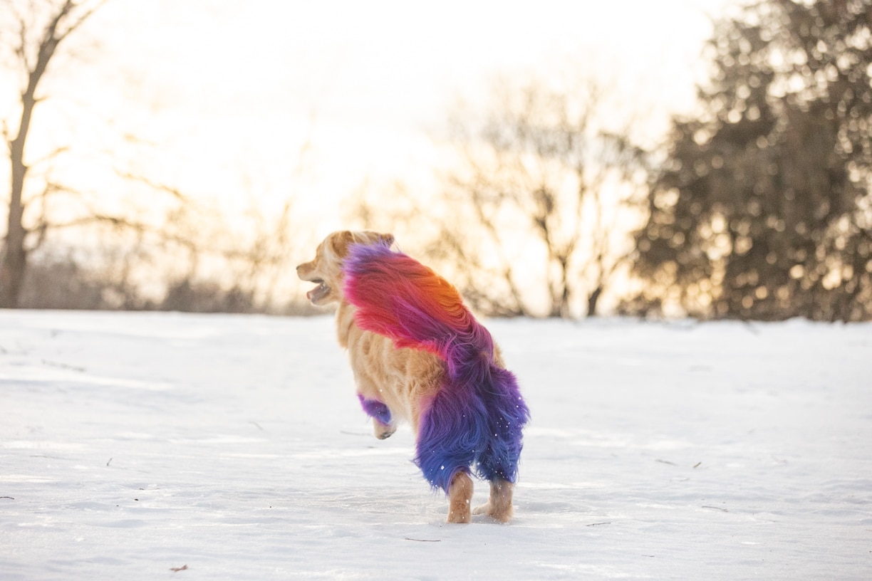 Rainbow Golden Retriever with dyed hair in Minnesota - K Schulz Photography