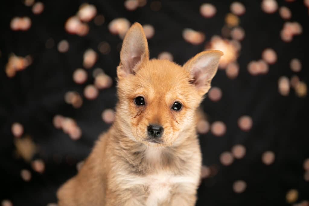 puppy with starry night background