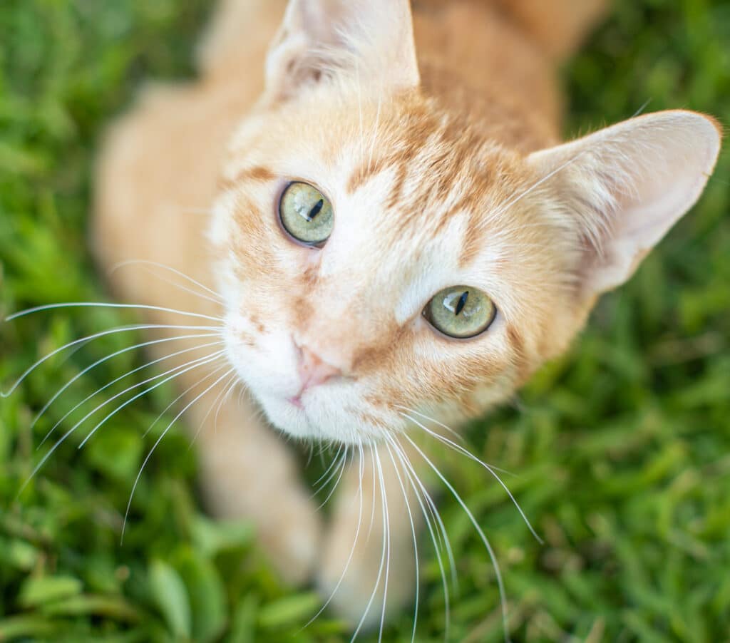 cat looking up